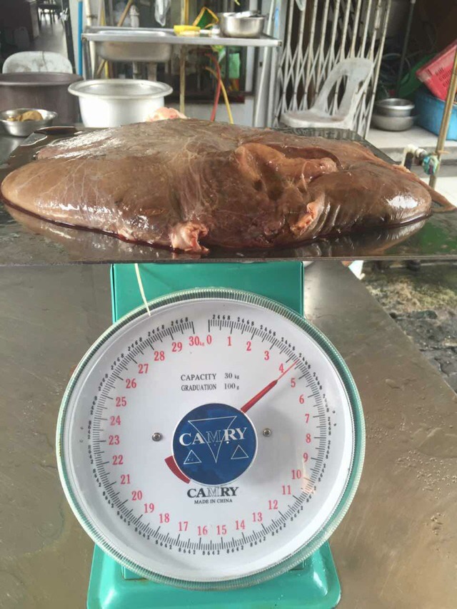 渔民捕获一条240斤龙胆石斑鱼,900斤巨无霸龙胆石斑鱼