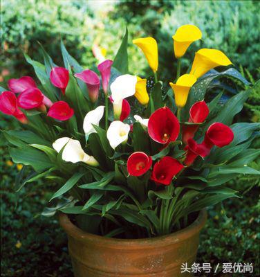 马蹄莲水培怎么养怎么加肥料呢,盆栽马蹄莲怎么养长得好