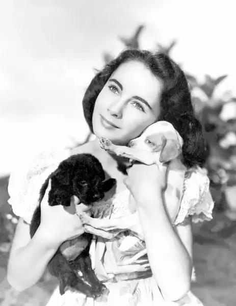 带你家狗狗一起看的电影,带宠物一起去看电影吧