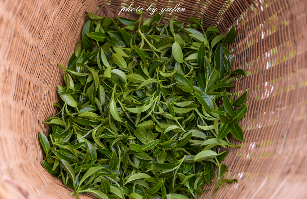 云端上的世外桃源，看看浇灌牛奶和土鸡蛋的有机乌龙茶长成啥样