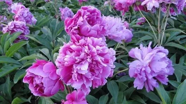 国家花木博览园旅游攻略,花木博览园一日游