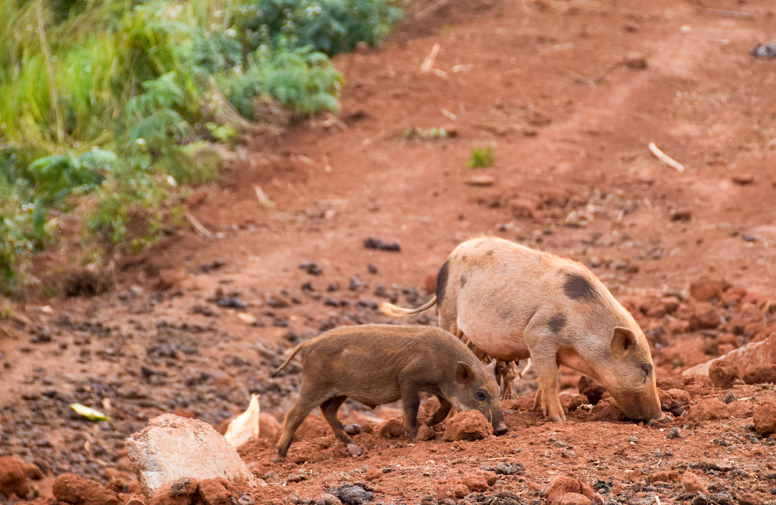 云端上的世外桃源，看看浇灌牛奶和土鸡蛋的有机乌龙茶长成啥样
