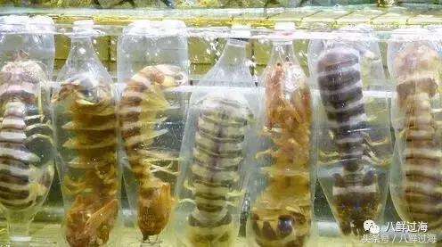 比手臂还粗的皮皮虾你吃过了吗,比手臂还大的皮皮虾吃起来超过瘾