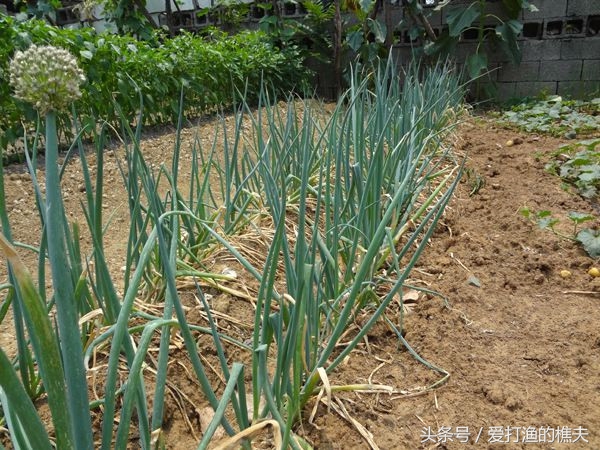 农民总结的种地顺口溜,老祖宗总结的种地顺口溜