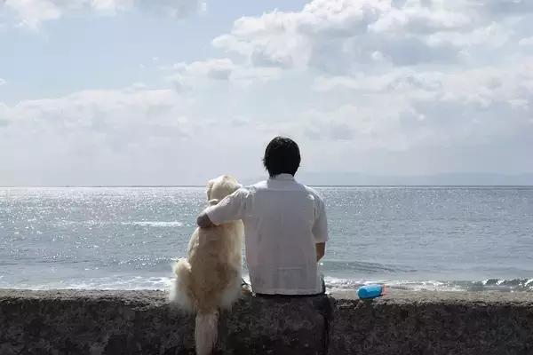 带你家狗狗一起看的电影,带宠物一起去看电影吧