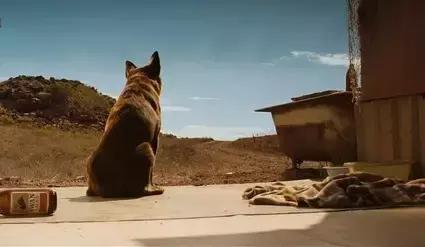 带你家狗狗一起看的电影,带宠物一起去看电影吧