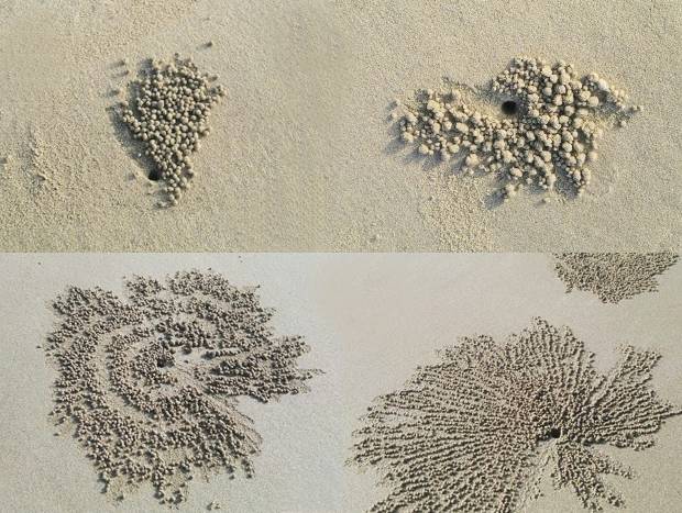 2900万年前的螃蟹,3500万年前的石头螃蟹