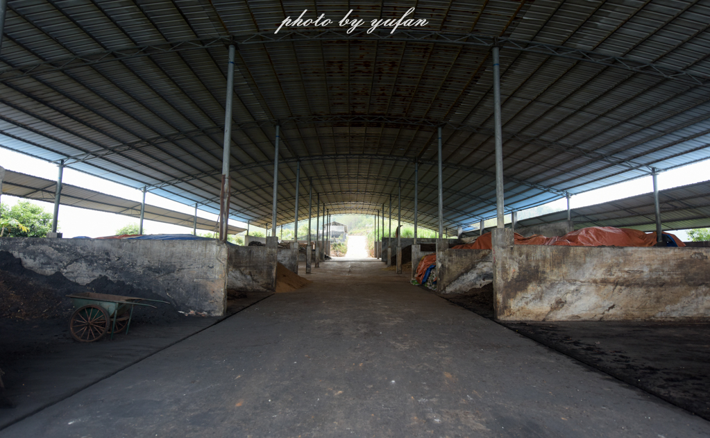 云端上的世外桃源，看看浇灌牛奶和土鸡蛋的有机乌龙茶长成啥样