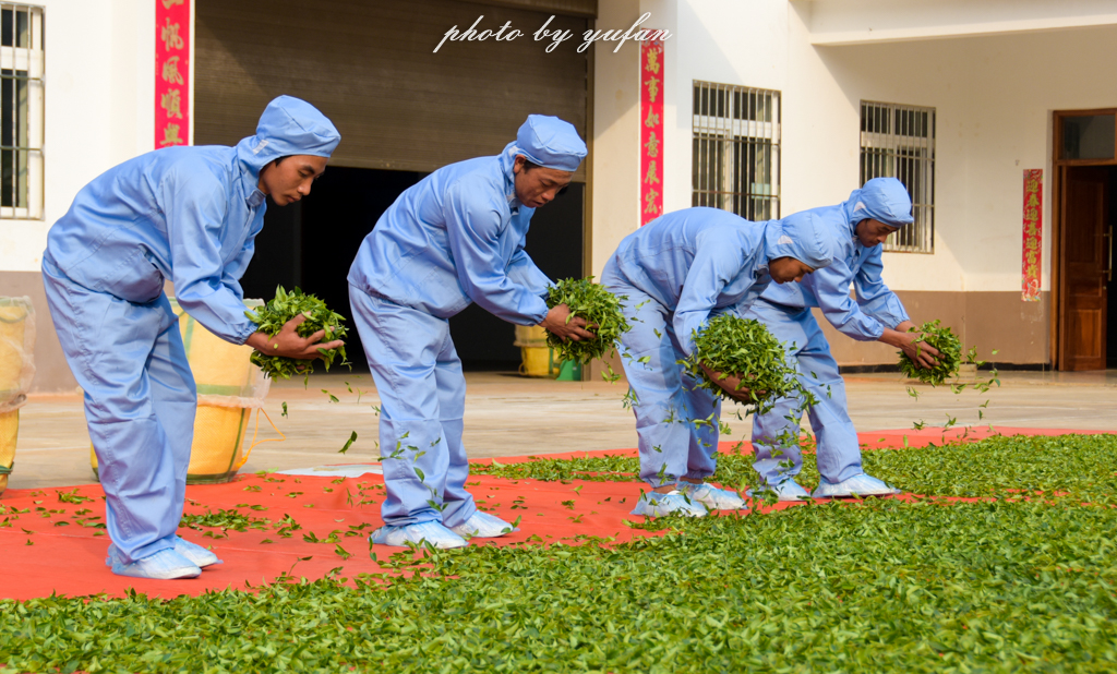 云端上的世外桃源，看看浇灌牛奶和土鸡蛋的有机乌龙茶长成啥样