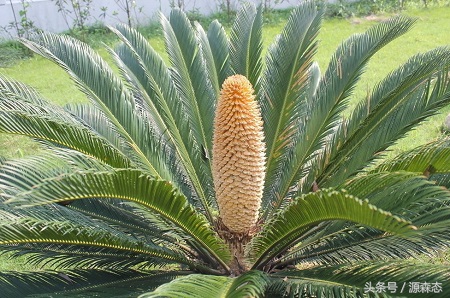 苏铁适宜在什么土中生长,苏铁的养殖方法与栽培技术