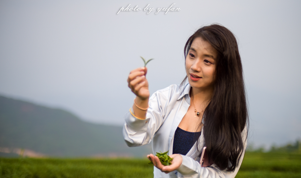 云端上的世外桃源，看看浇灌牛奶和土鸡蛋的有机乌龙茶长成啥样