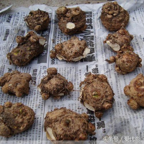 马蹄莲水培怎么养怎么加肥料呢,盆栽马蹄莲怎么养长得好