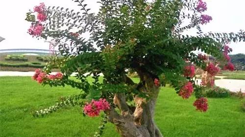 国家花木博览园旅游攻略,花木博览园一日游