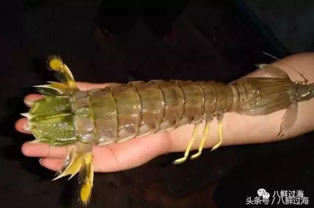 比手臂还粗的皮皮虾你吃过了吗,比手臂还大的皮皮虾吃起来超过瘾