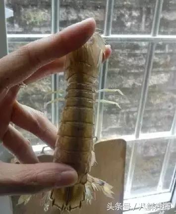 比手臂还粗的皮皮虾你吃过了吗,比手臂还大的皮皮虾吃起来超过瘾