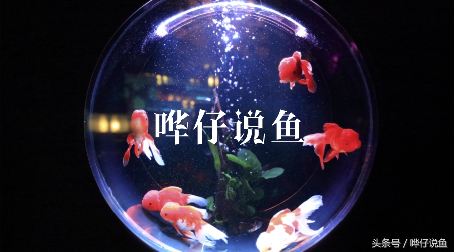 宠物鱼常用药,宠物鱼黄粉