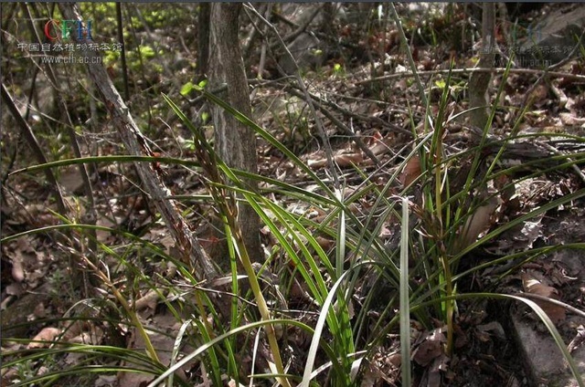 河南农村最常见的野草,河南农村常见的野草