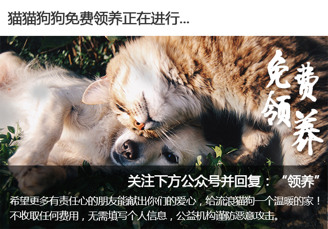 带你家狗狗一起看的电影,带宠物一起去看电影吧