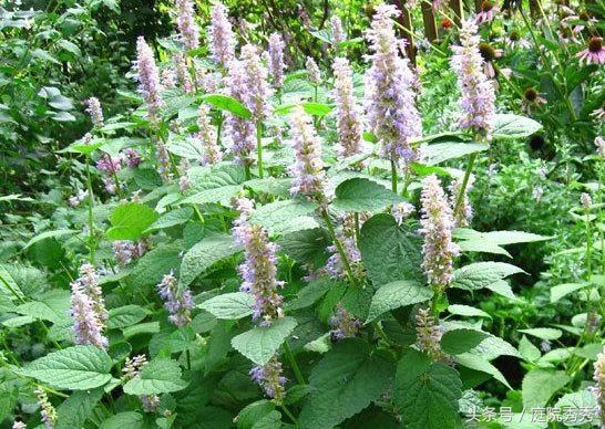 茴藿香夏季开花紫色似薰衣草，做成茴藿香土司更美味