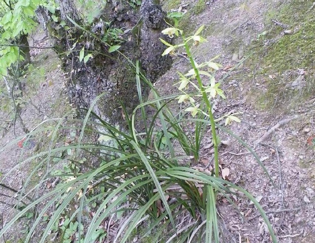 河南农村最常见的野草,河南农村常见的野草