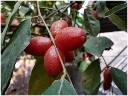 合肥野果治百病,哪些野果吃了最好吃呢