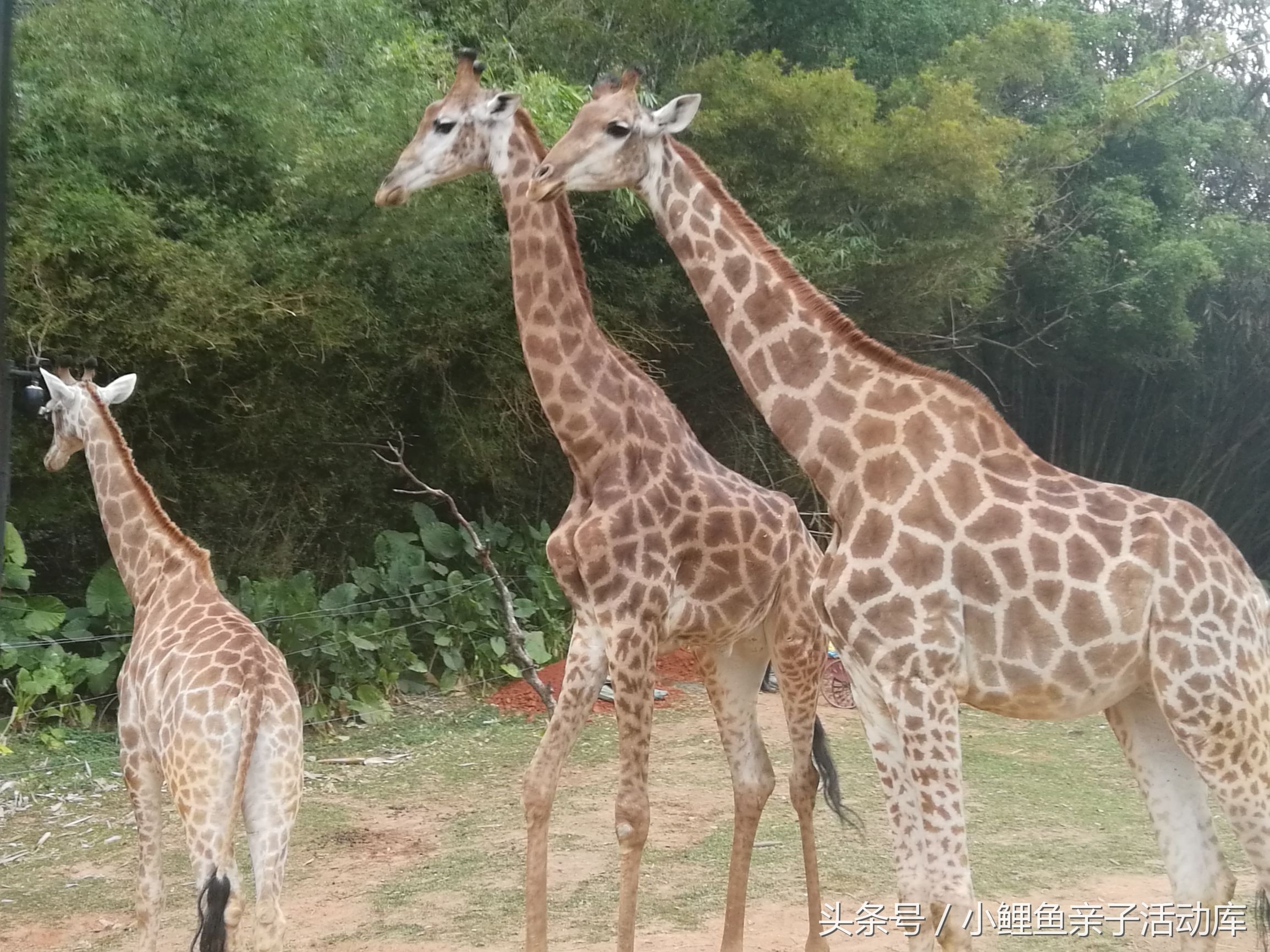 长隆动物园亲子游攻略,广州长隆4园2天1夜亲子游攻略