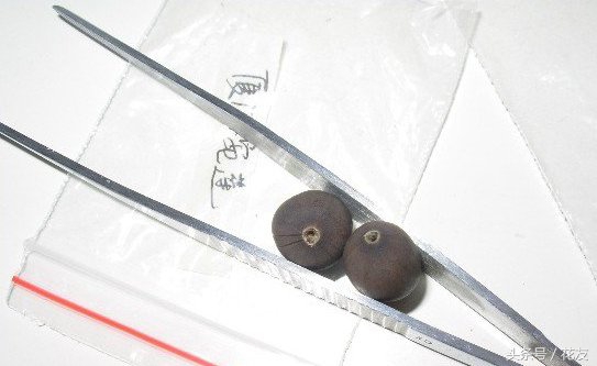 碗莲种植方法全过程图解,碗莲种植全过程图解