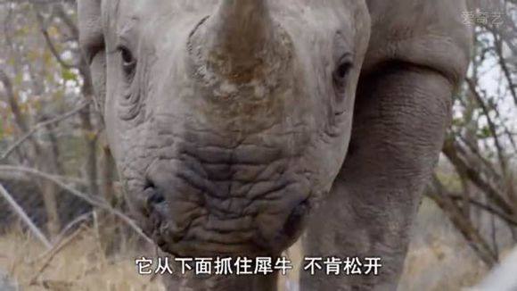 5只平头哥大战一头狮子,狮子隔着铁网吼了平头哥一声