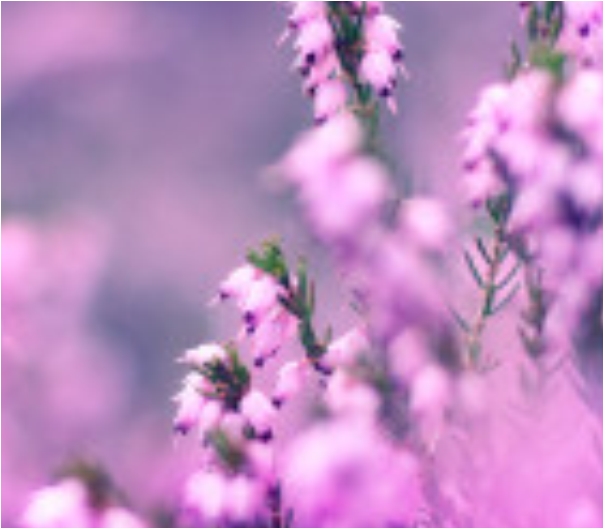 我荒芜了整个青春，只为等你，阳光照进你我眼里心里