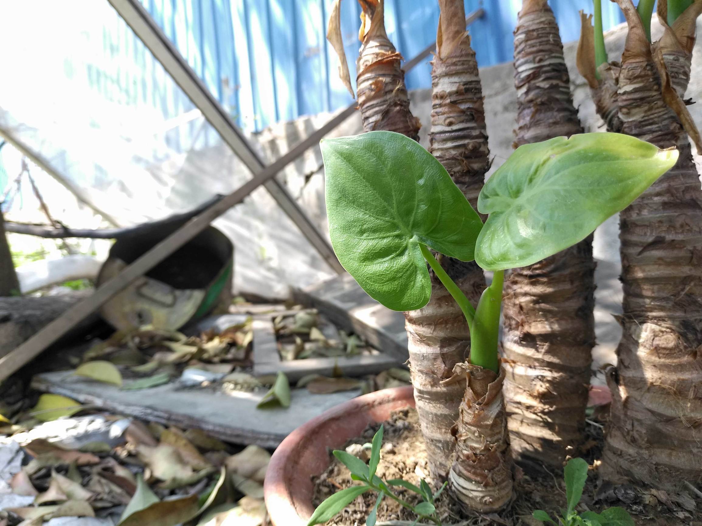 金立m6splus是否支持人脸识别,金立m6splus怎么进入recovery