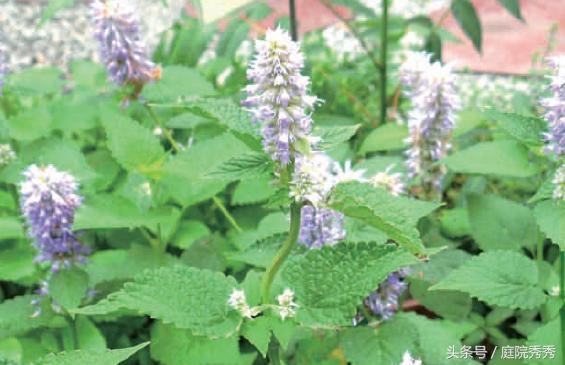 茴藿香夏季开花紫色似薰衣草，做成茴藿香土司更美味