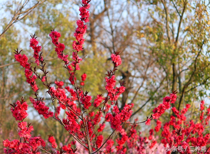 忆江南平仄填词,宋词填词模板忆江南
