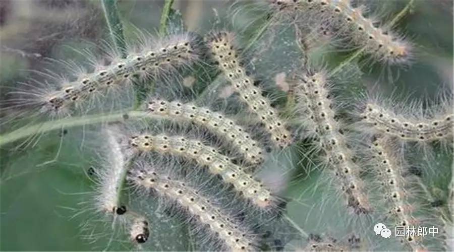 园林养护这个工作怎么样,园林绿地建植与养护管理