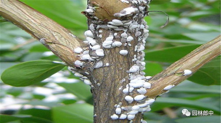 园林养护这个工作怎么样,园林绿地建植与养护管理