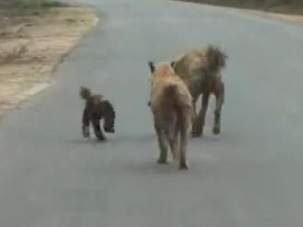 蜜獾和鬣狗哪个厉害,非洲蜜獾跟鬣狗谁厉害
