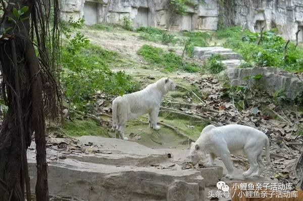 长隆动物园亲子游攻略,广州长隆4园2天1夜亲子游攻略