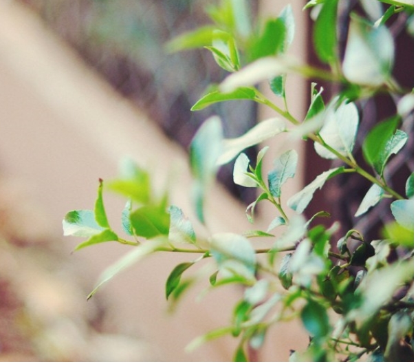 我荒芜了整个青春，只为等你，阳光照进你我眼里心里