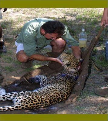 最厉害的食肉动物族群斑鬣狗,非洲斑鬣狗花豹