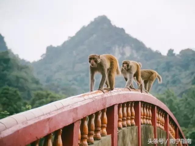 龙虎山最近发生了什么事件,广西南宁龙虎山事件真相视频