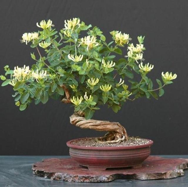 火棘树桩盆景图片,火棘吉祥果盆景树桩四季常绿