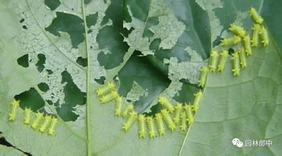 园林养护这个工作怎么样,园林绿地建植与养护管理