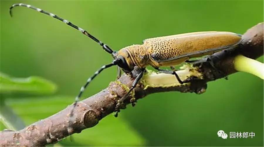 园林养护这个工作怎么样,园林绿地建植与养护管理