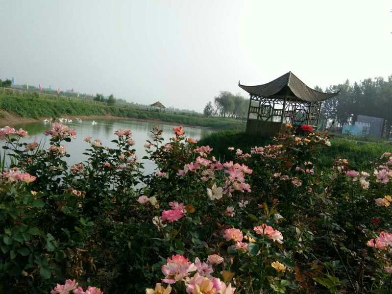 国际公益博览会,国际玫瑰博览会