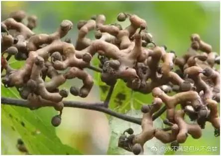 合肥野果治百病,哪些野果吃了最好吃呢