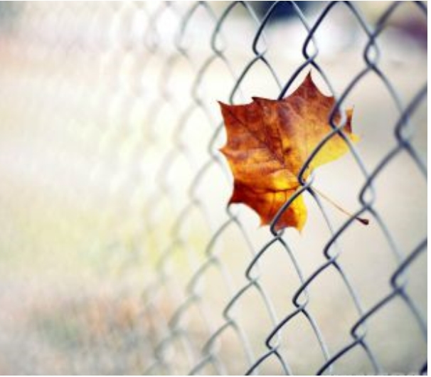 我荒芜了整个青春，只为等你，阳光照进你我眼里心里