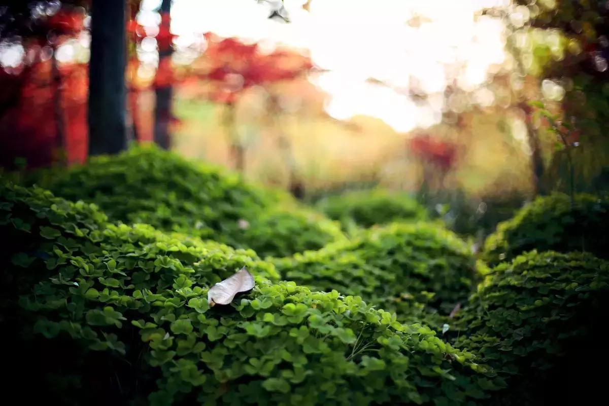 魔都各大高校里竟藏了这么多人少景美的秘密好地方，假期约起来！