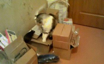 新娘心真大，这是打完游戏再回去拜堂的节奏啊