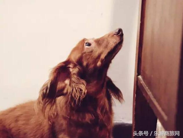 香港旅游攻略,香港游记人间烟火