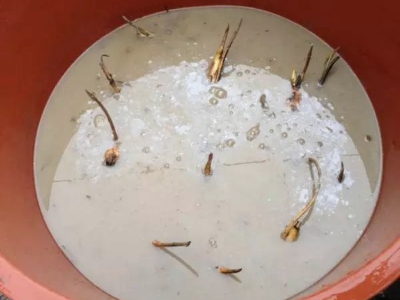 一小段莲藕可以种出来荷花吗,庭院荷花盆栽方法