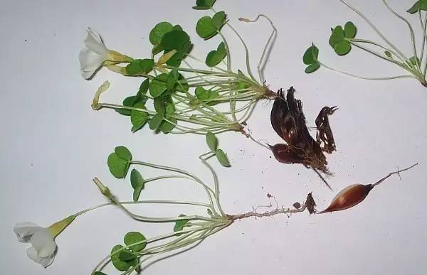 有什么植物跌打消肿,治疗跌打损伤盆栽植物